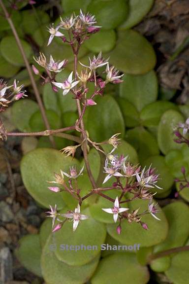 crassula multicava 2 graphic